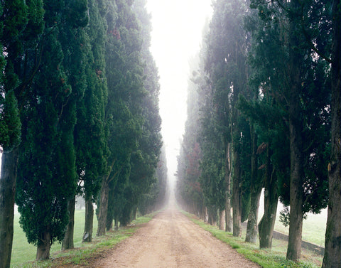 Boulevard of Cypress