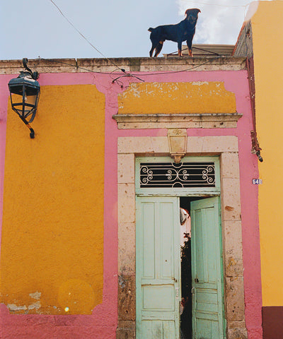Dog on Roof 1