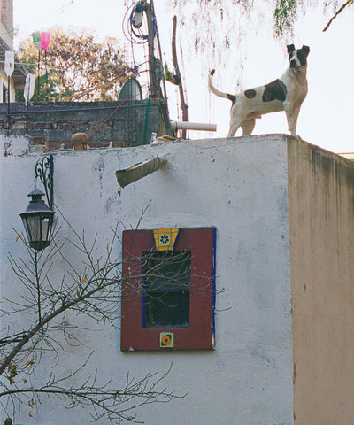 Dog on Roof 2