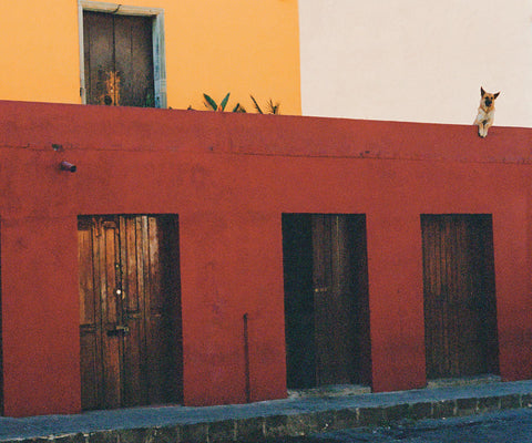 Dog on Roof 3