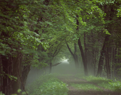 Green Forest