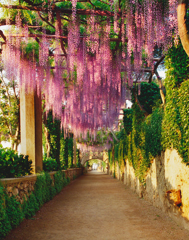 Ravello Wisteria