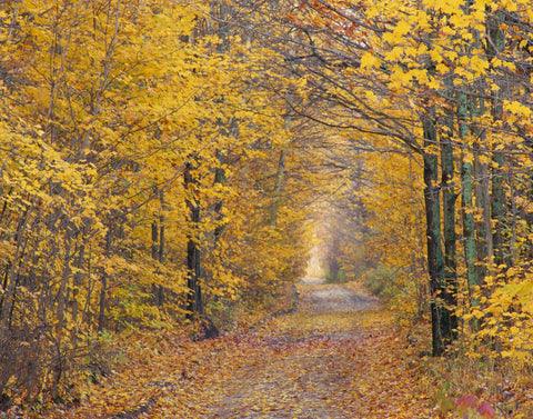 Yellow Forest