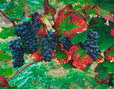 The Grapes